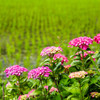 畦道の華
