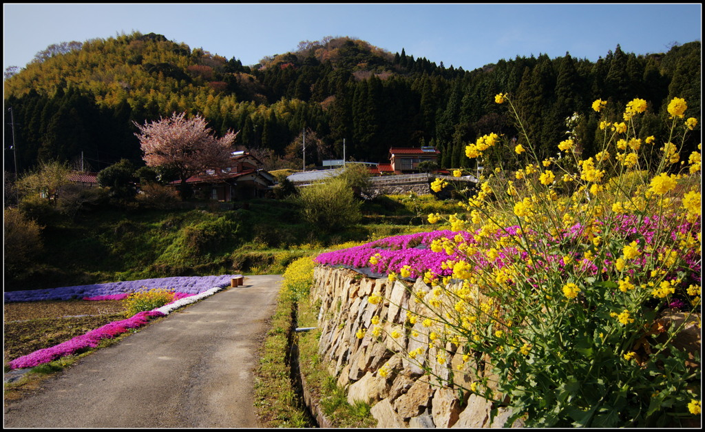 棚田の花道