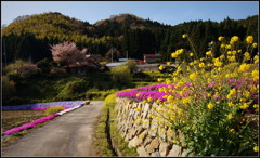 棚田の花道