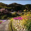 棚田の花道