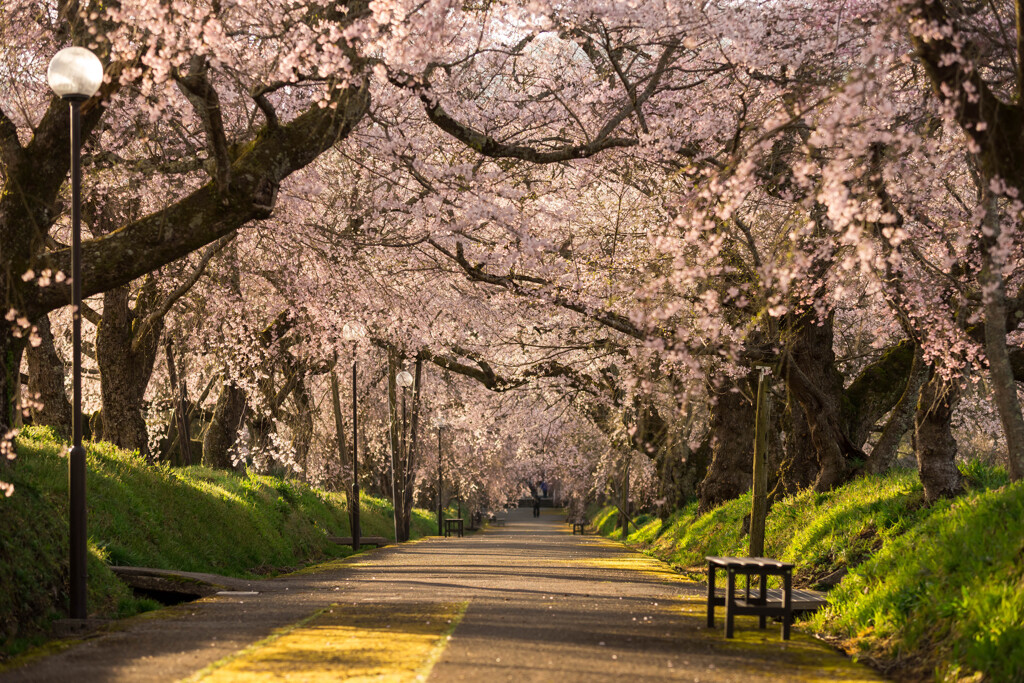 桜煌めく