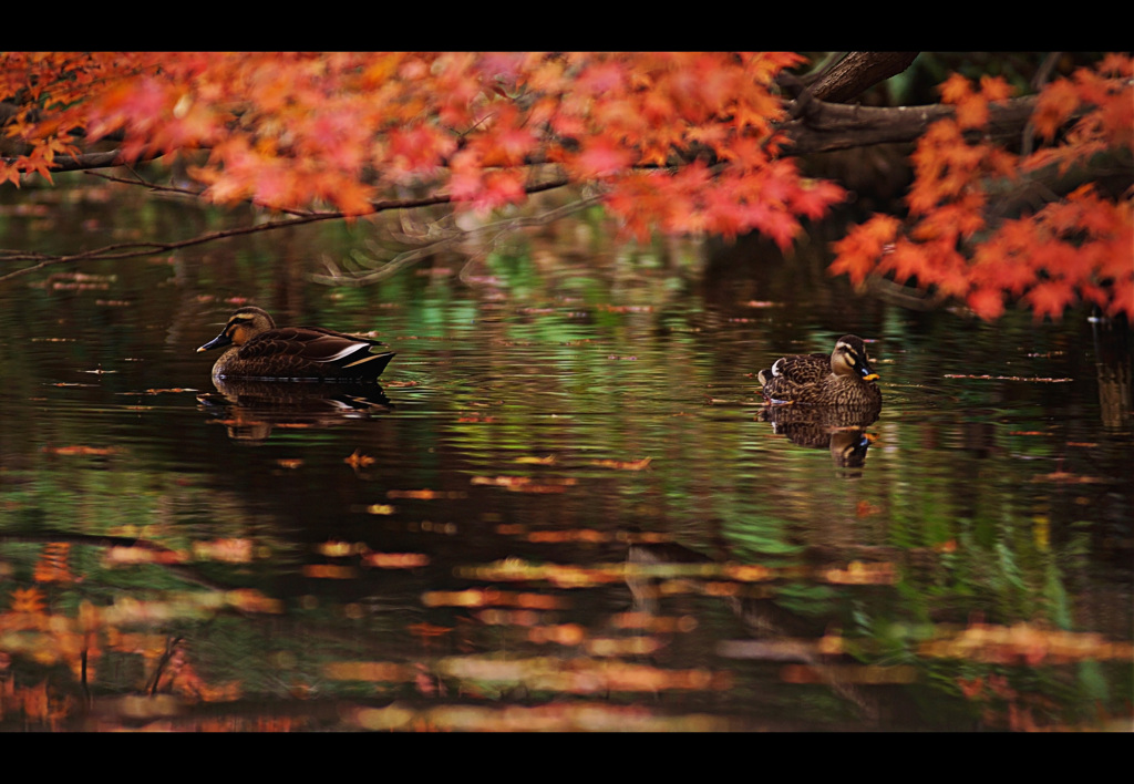 紅葉の棲み処 