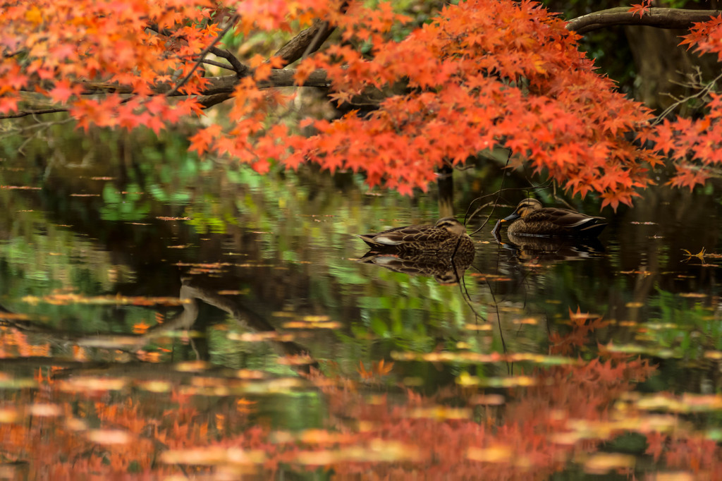 紅葉の棲み処 Ⅱ
