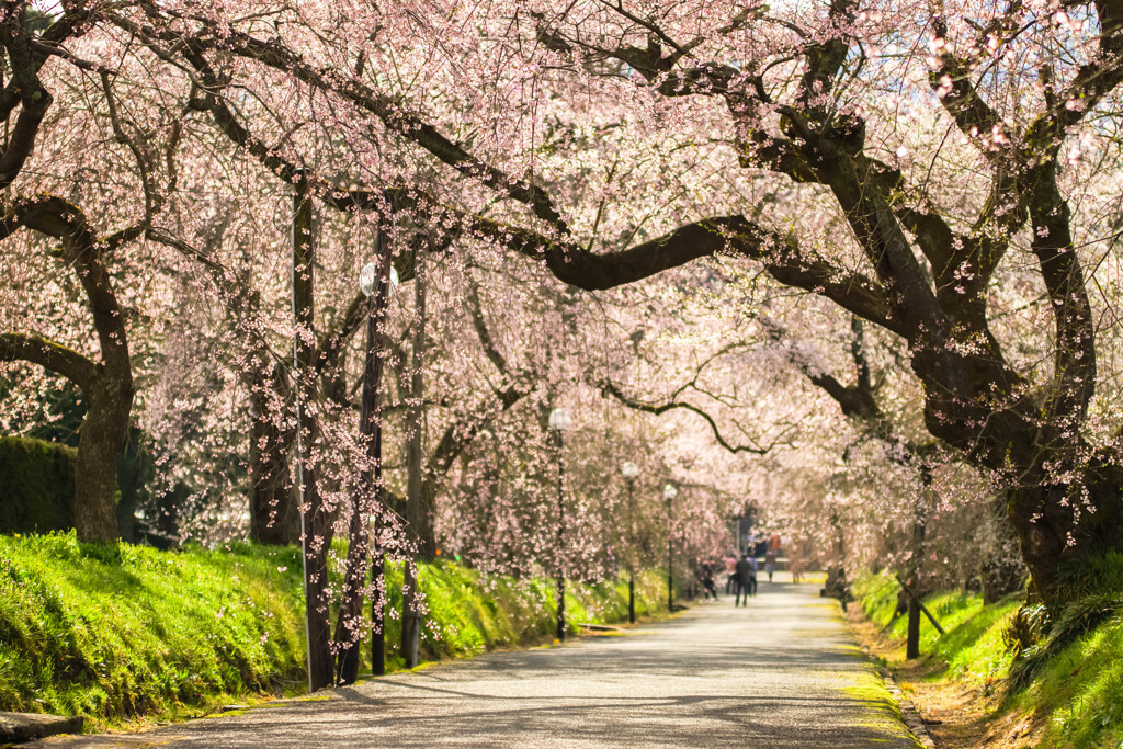 桜色の雨