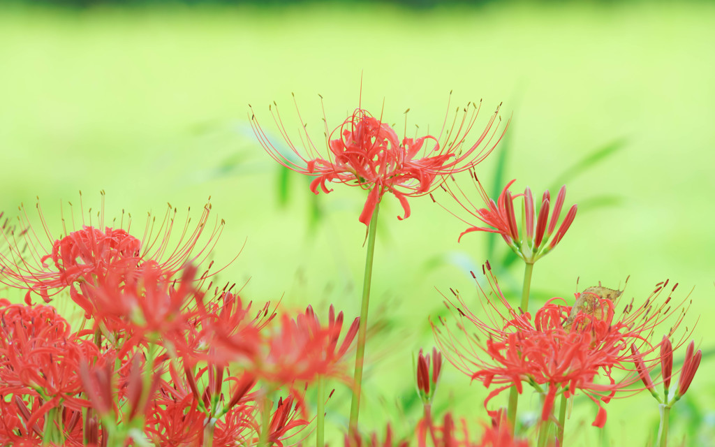 愛しき秋の華