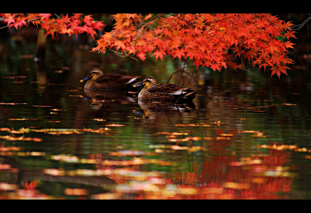 紅葉の棲み処 Ⅱ