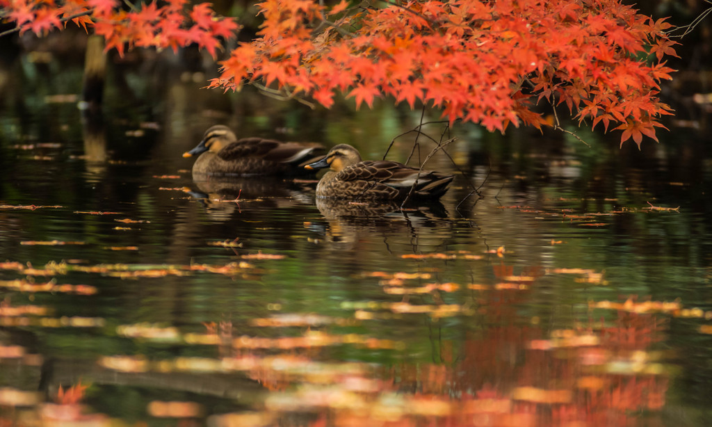 紅葉の棲み処