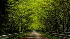 緑の桜道