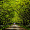 緑の桜道