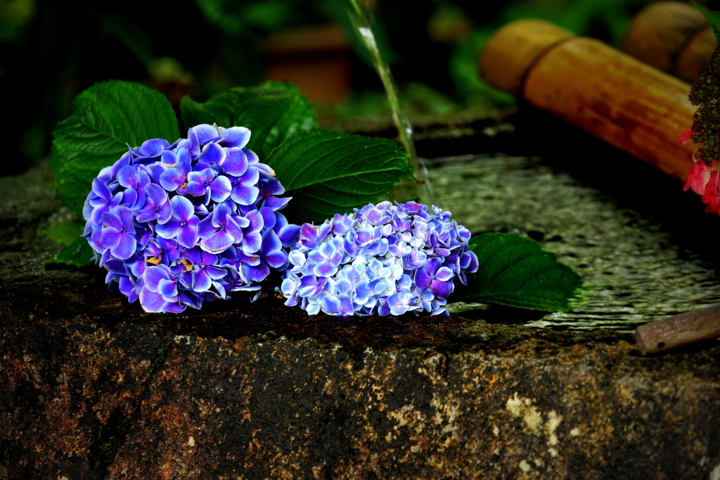 手水鉢の華Ⅱ