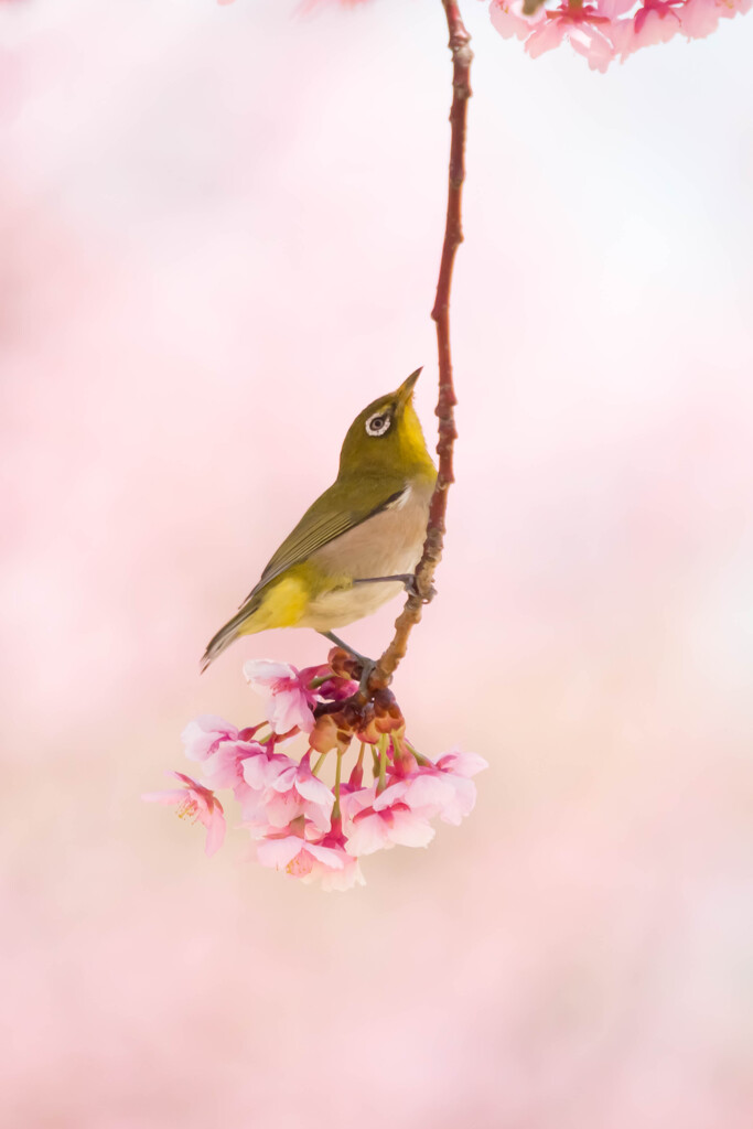 桜のブランコ
