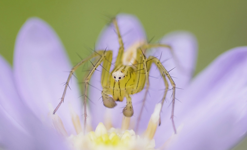 MONSTER：Lynx Spider