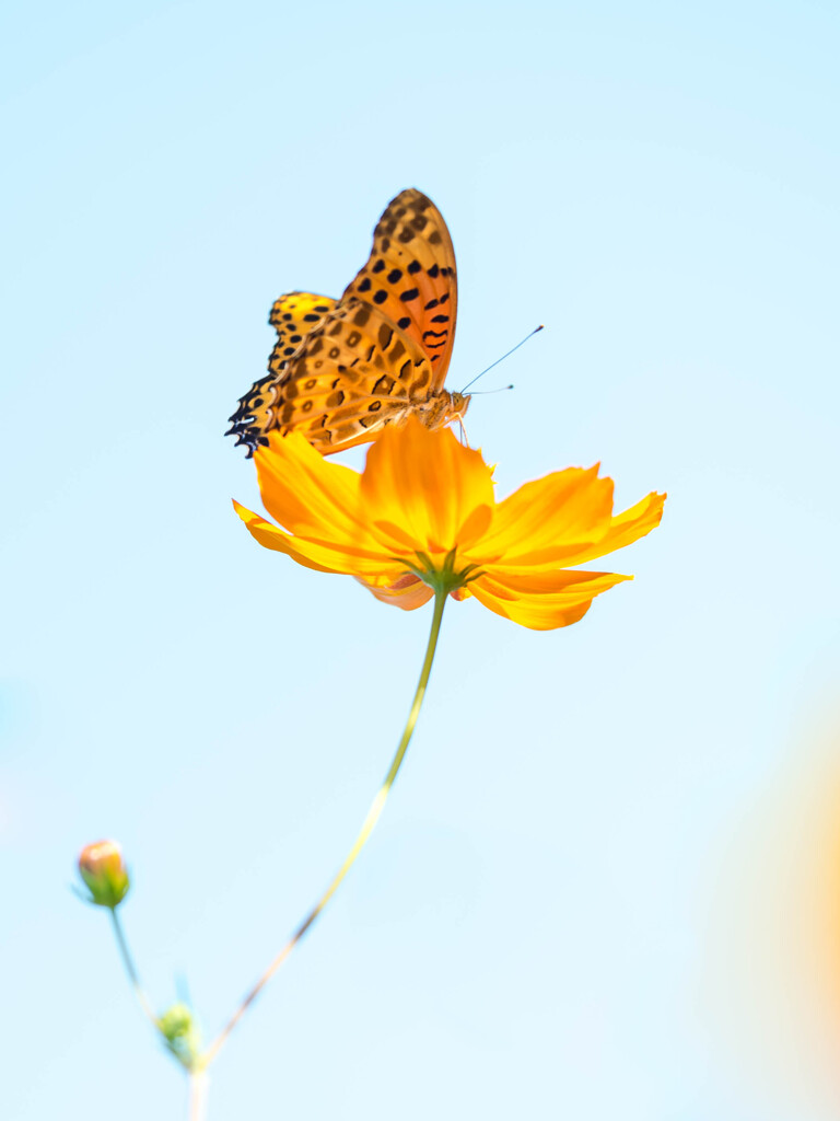 Two yellow flowers