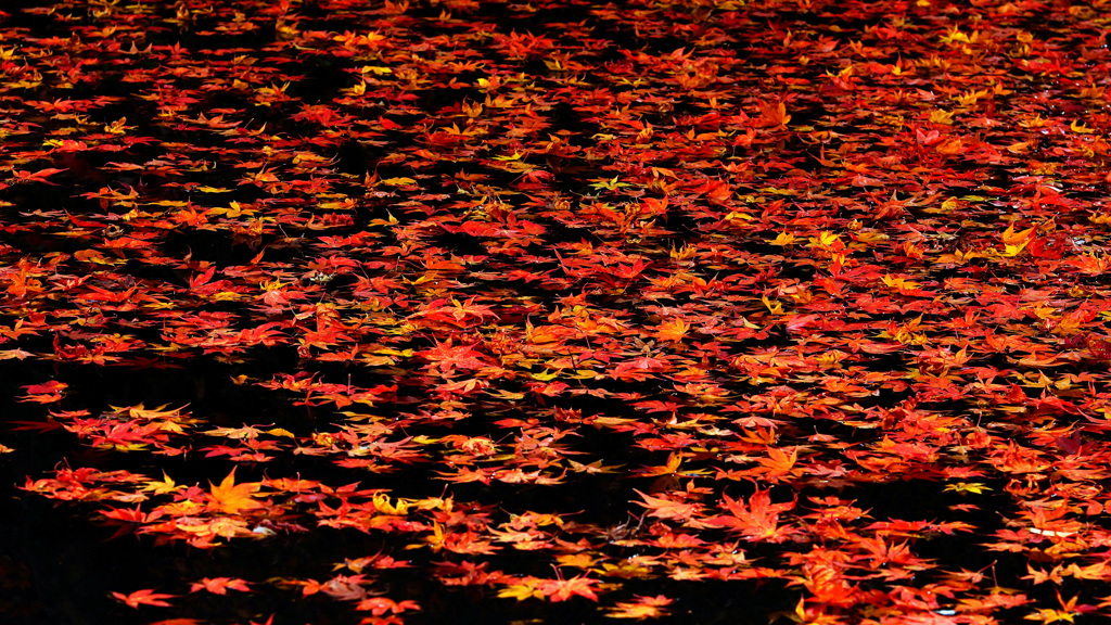 水面の華