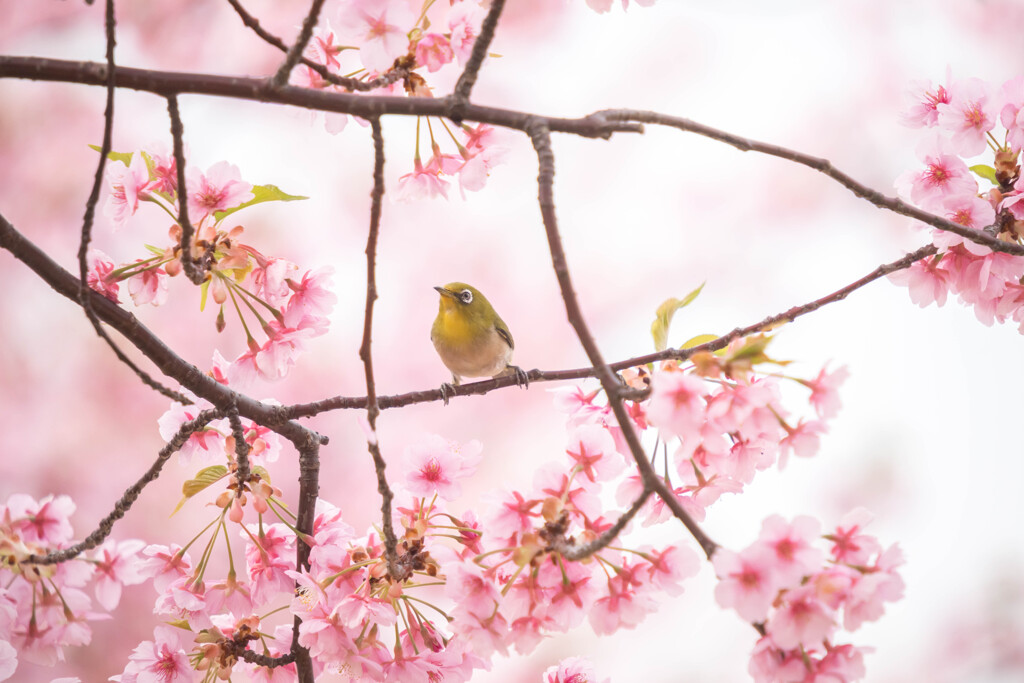 籠の中の鳥