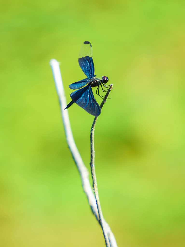 Blue dragonfly