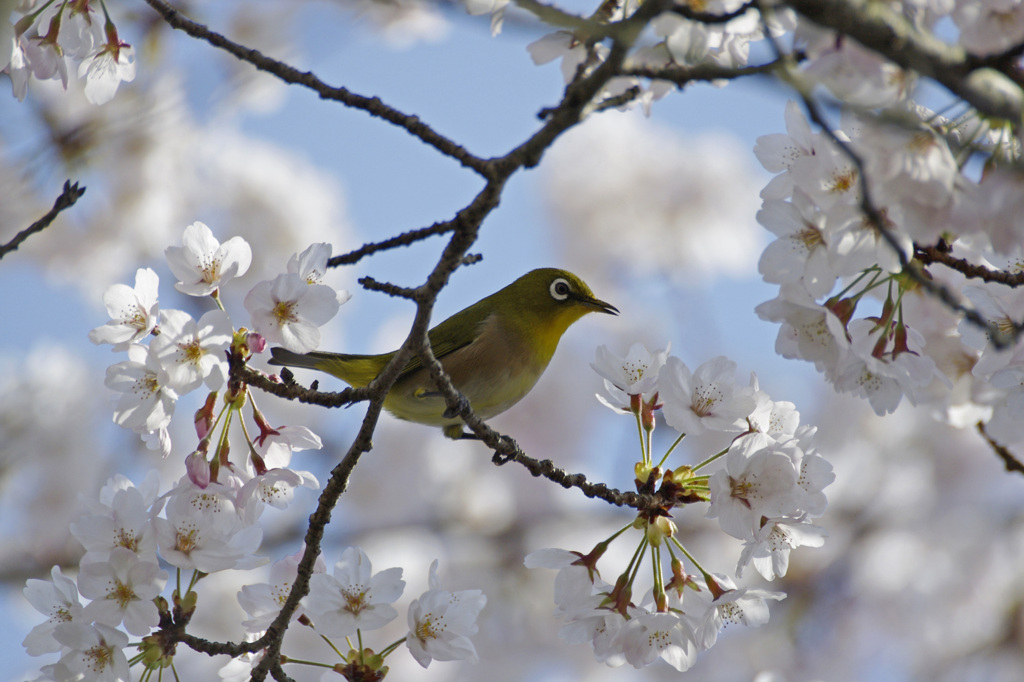 桜に歌う