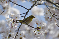 桜に歌う