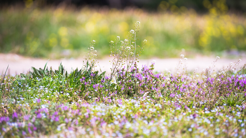 野草の森