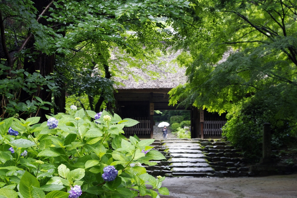 雨の紫陽花寺