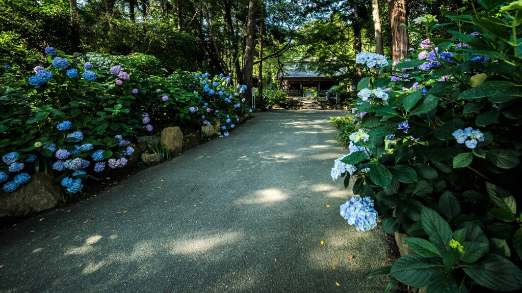 紫陽花寺 Ⅱ