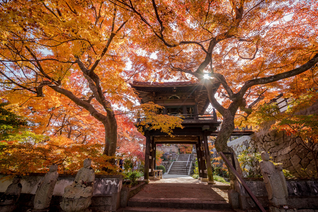 In the sunshine of autumn