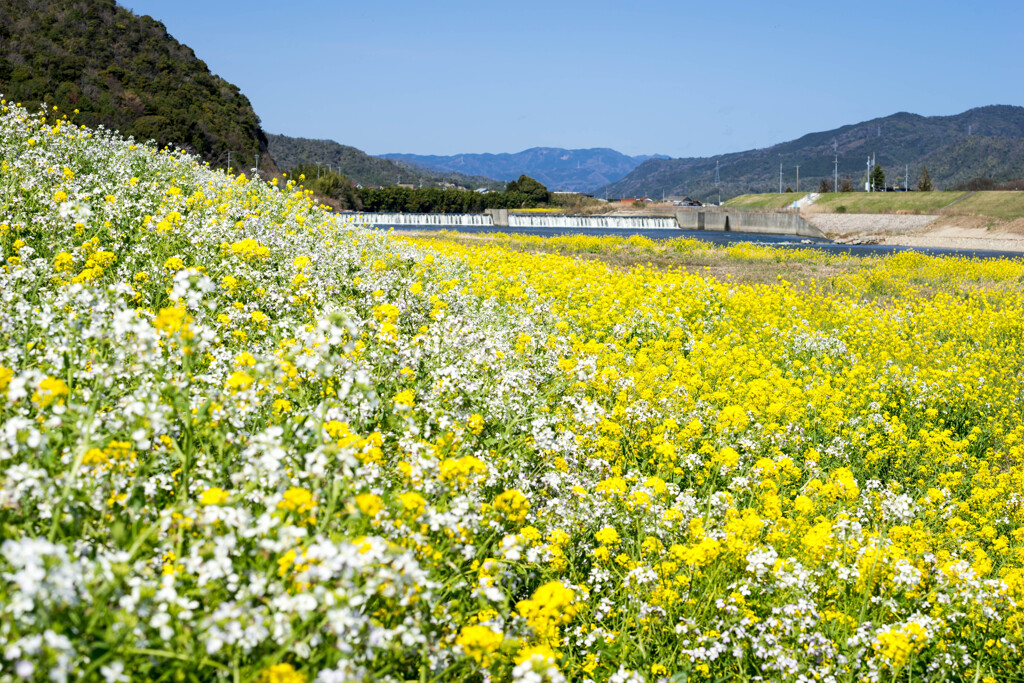 河川敷の春