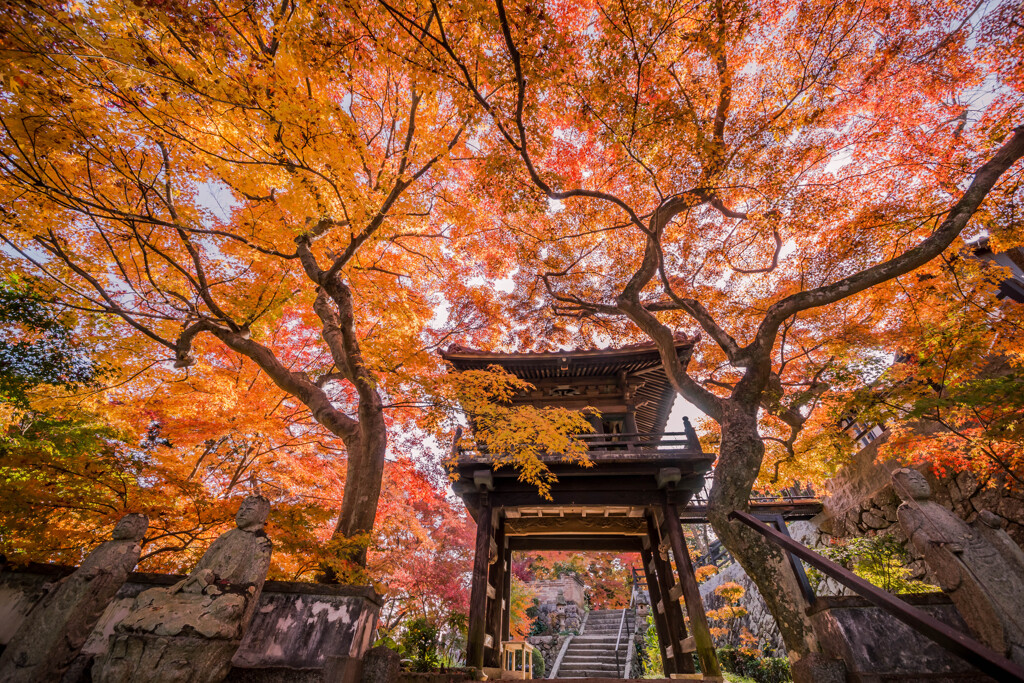 紅葉のおもてなしⅡ