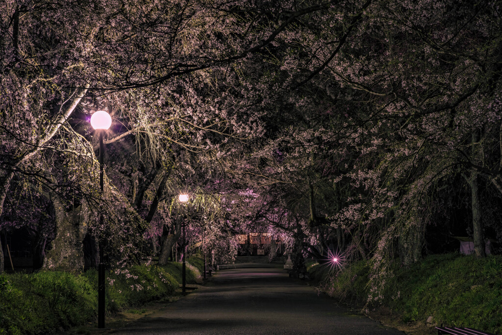 夜桜の参道Ⅱ