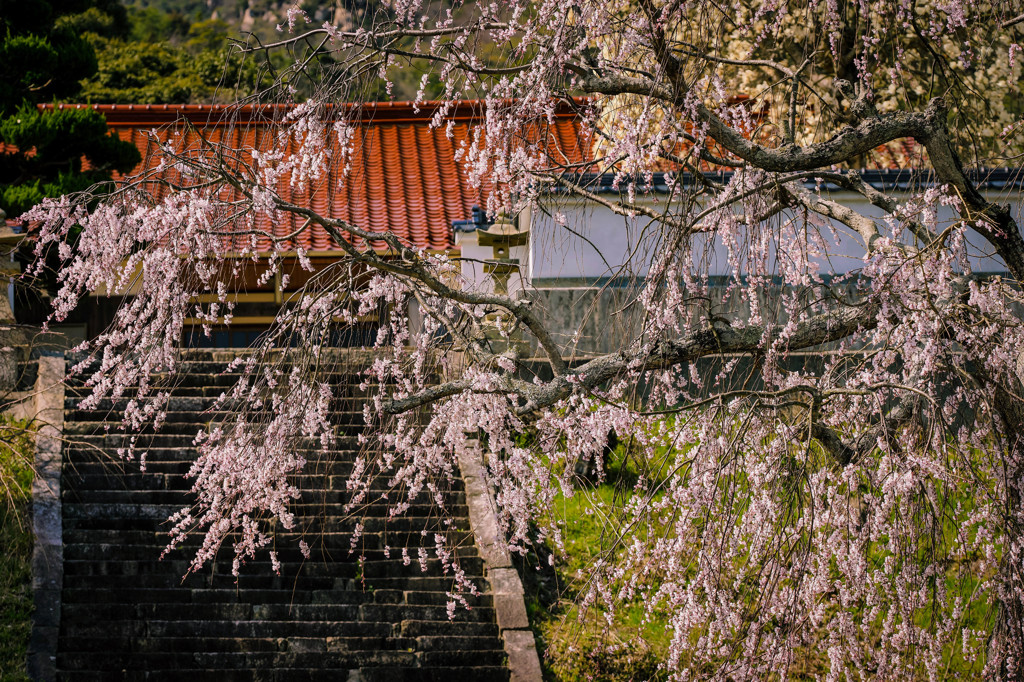 山寺の春 Ⅱ