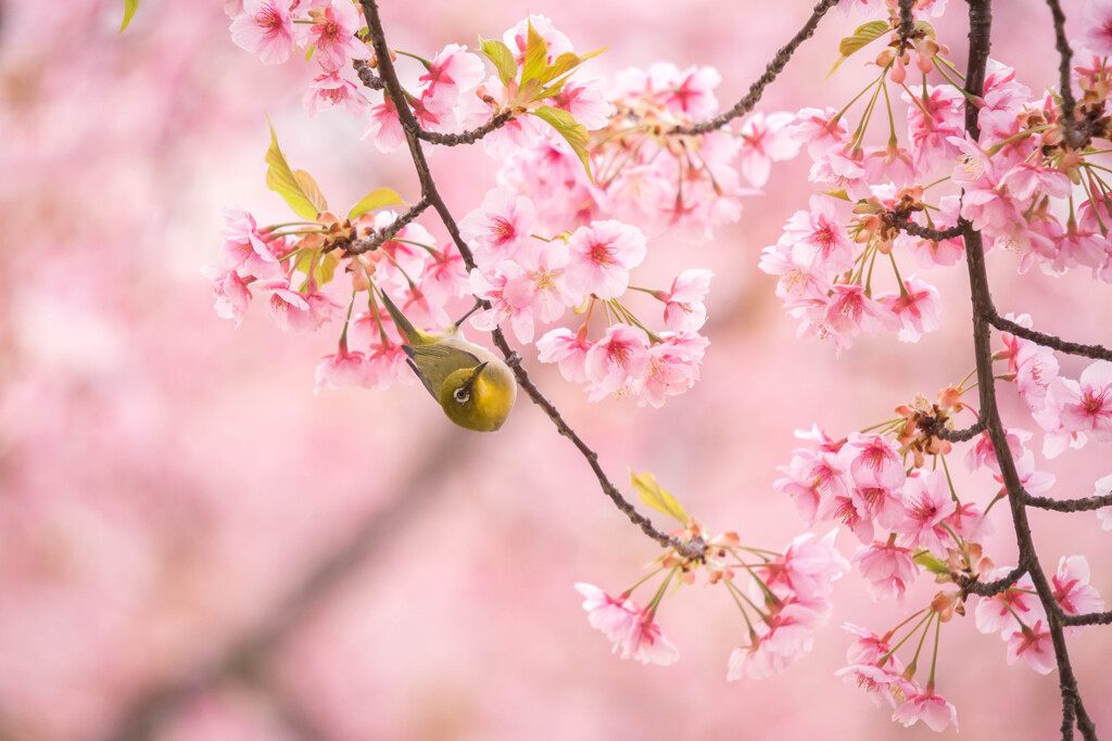 桜色に染まる