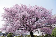 桜に集う