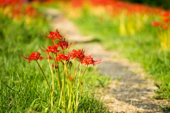 Crimson flower path