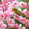 ウメジローの季節（紅梅）