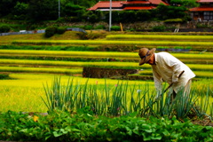 Agricultural work on rice terraces