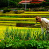 Agricultural work on rice terraces