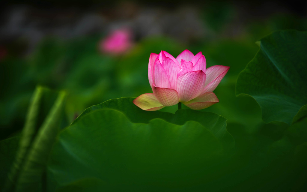 GENTLEⅡ