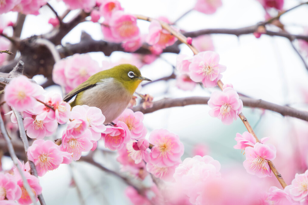 枝垂れ梅の花園でⅡ