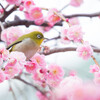 枝垂れ梅の花園でⅡ