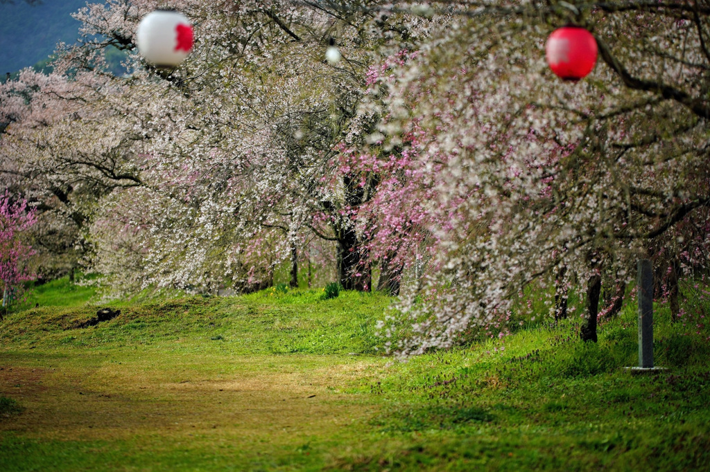 桜祭り