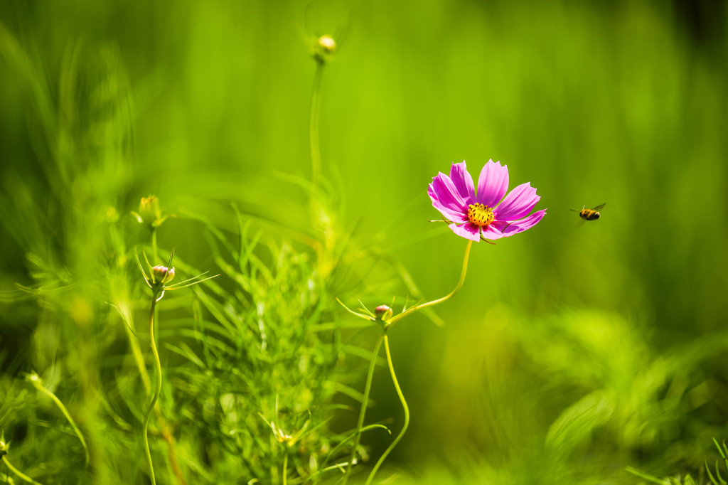 Temptation of flowers