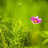 Temptation of flowers
