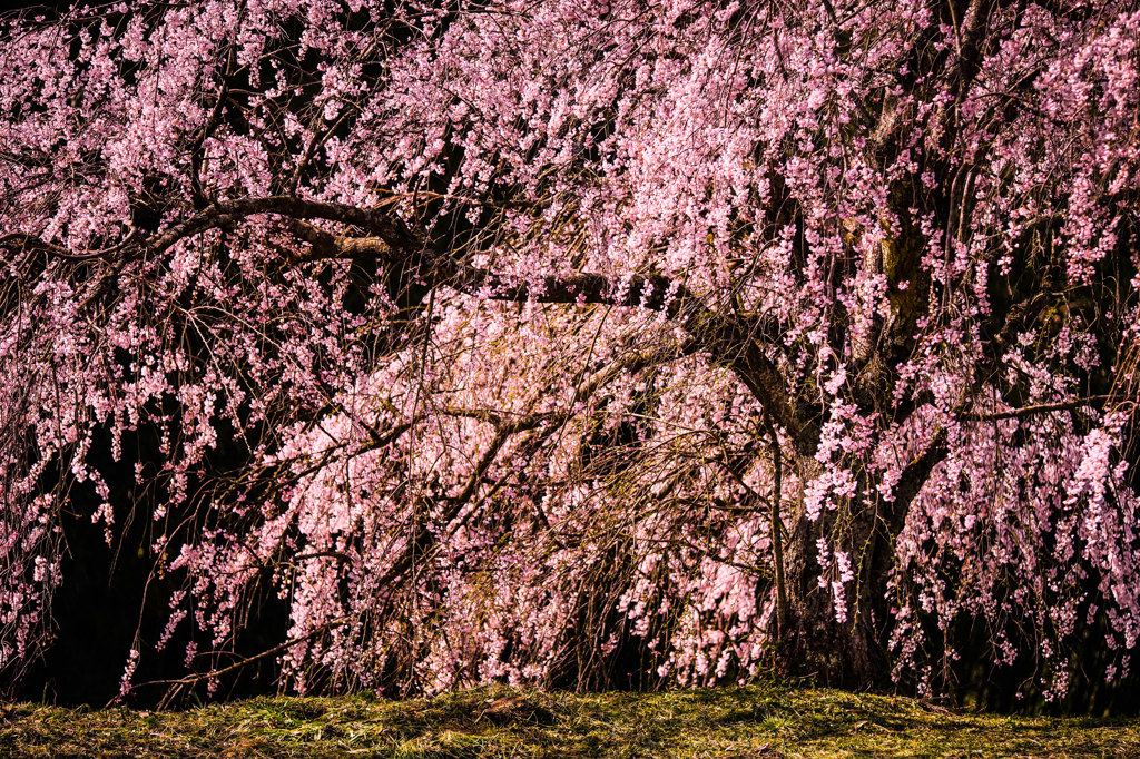桜嵐