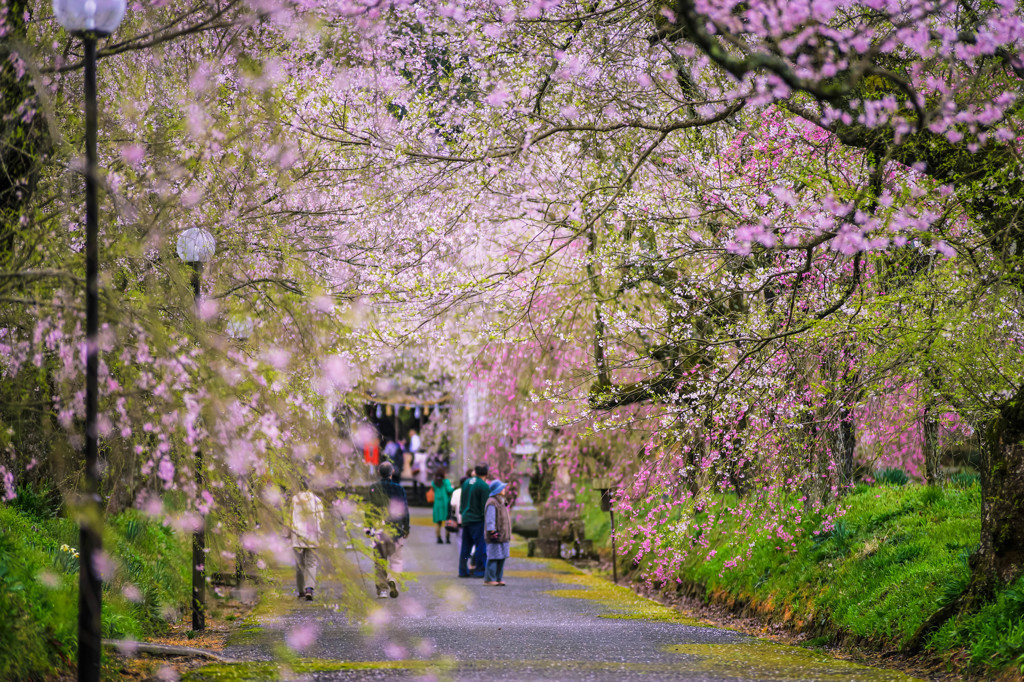 Spring memory Ⅱ