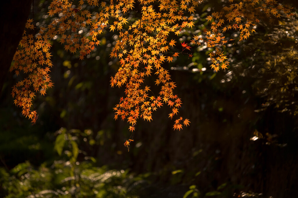 晩秋の華Ⅲ