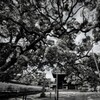 周防国分寺-仁王門の龍