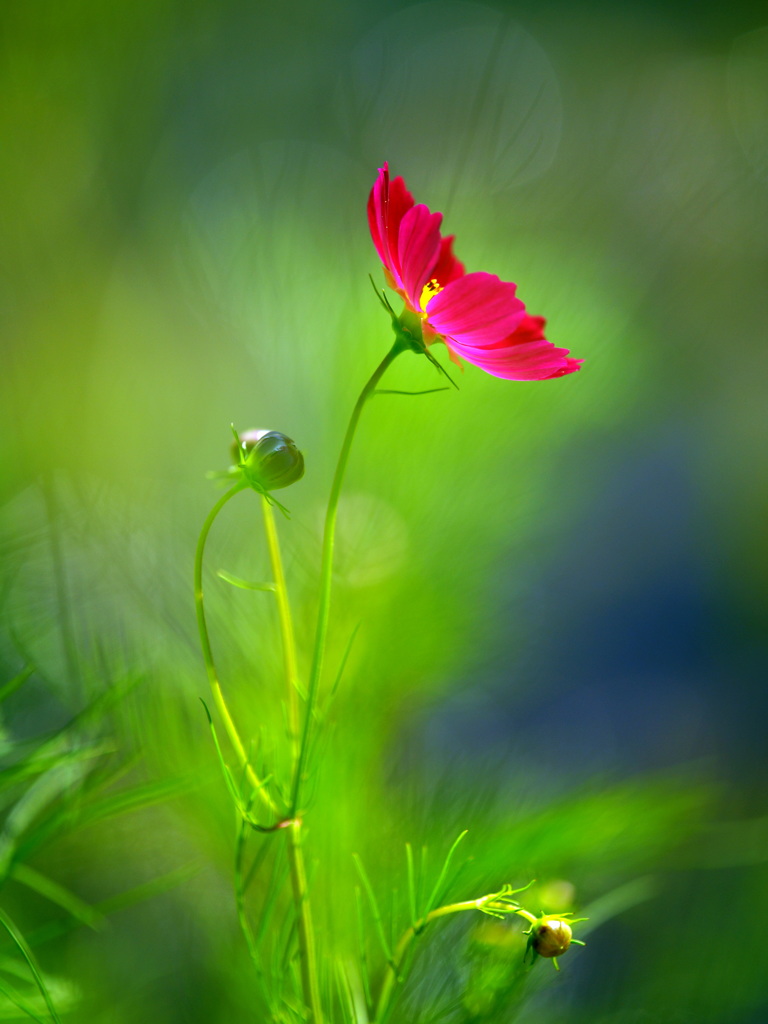 水中花