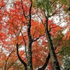 晩秋の花火 Ⅲ 