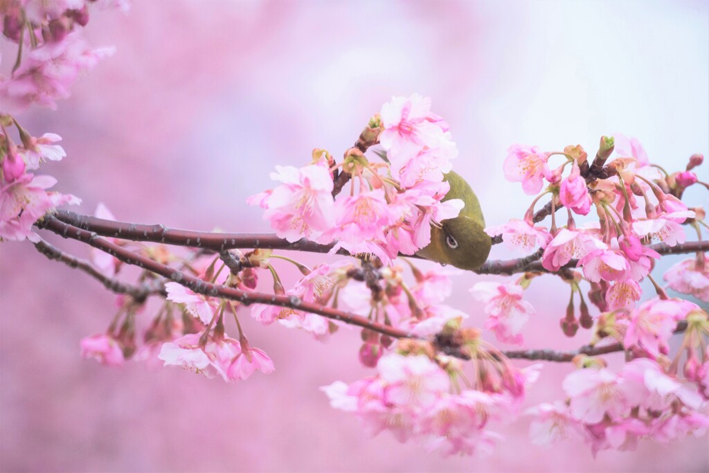 Kiss of cherry color