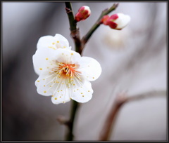 春恋花